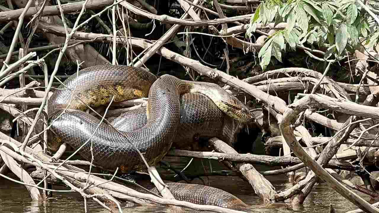 anaconda-2024